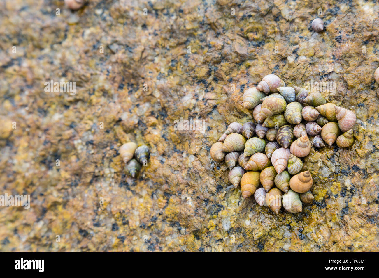 A tightly packed group of sea shells on a granite rock in La Digue, Seychelles with Stock Photo