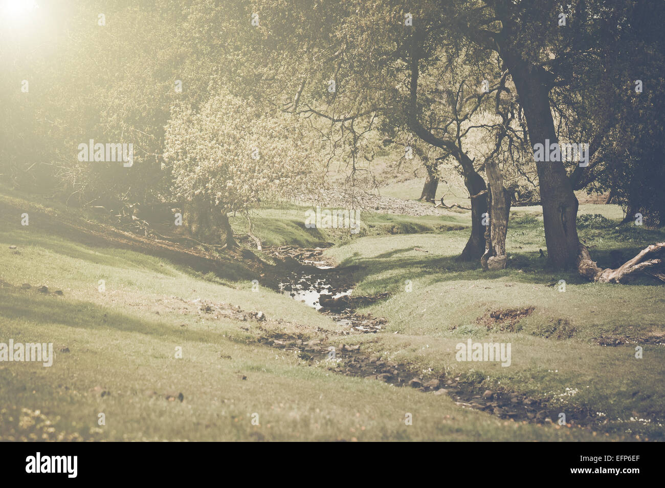 Vintage Oak Tree with Sunlight Stock Photo - Alamy