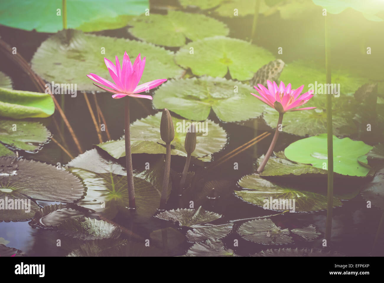 Retro Pink Lotus with Sunlight Stock Photo Alamy
