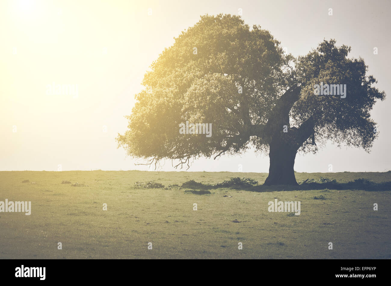 Vintage Oak Tree with Sunlight Stock Photo - Alamy