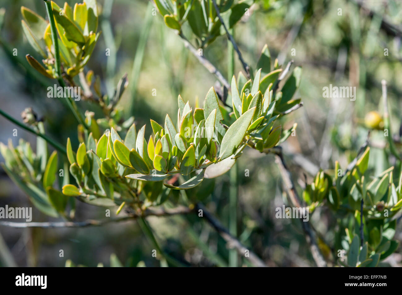 Detail of Osyris lanceolata. It is a species in the Santalaceae family Stock Photo