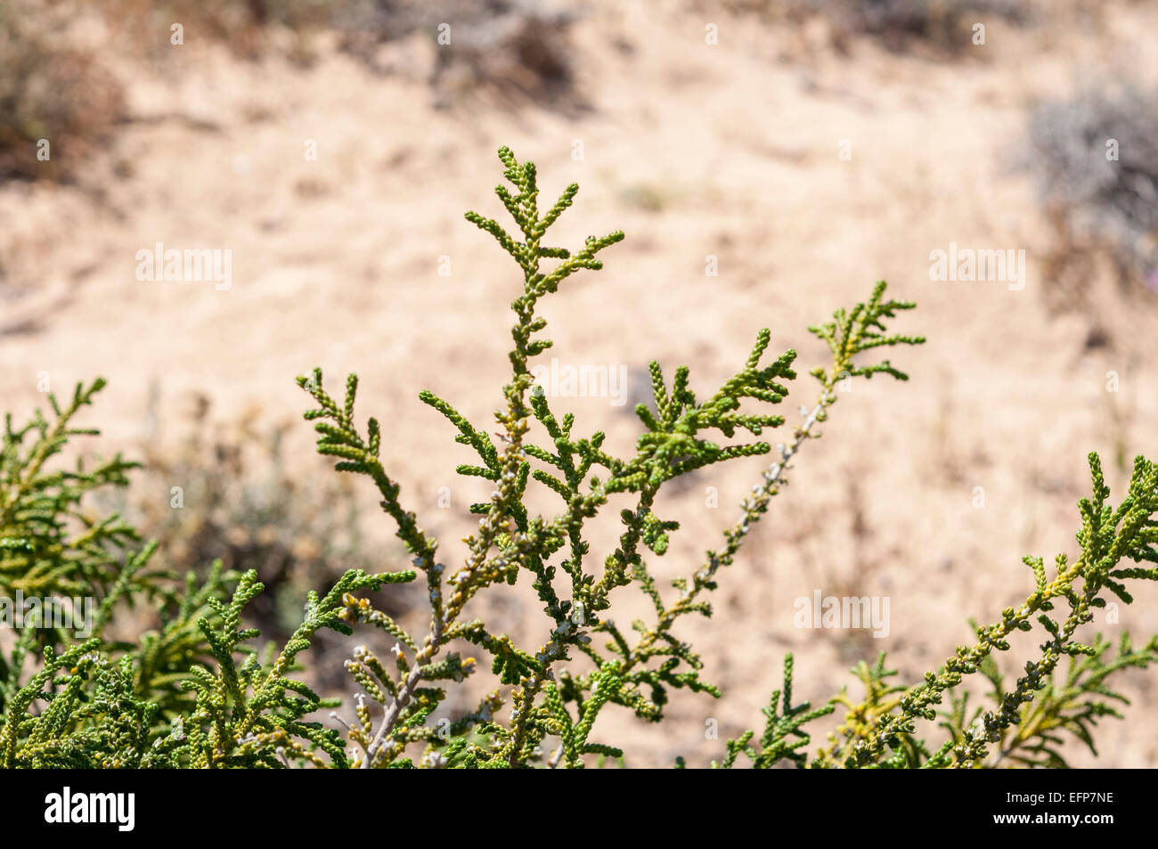 Leaves and branches of Thymelaea hirsuta. Photo taken in dunes of Carabassi beach, Elche, Valencian Community, Alicante, Spain, Stock Photo