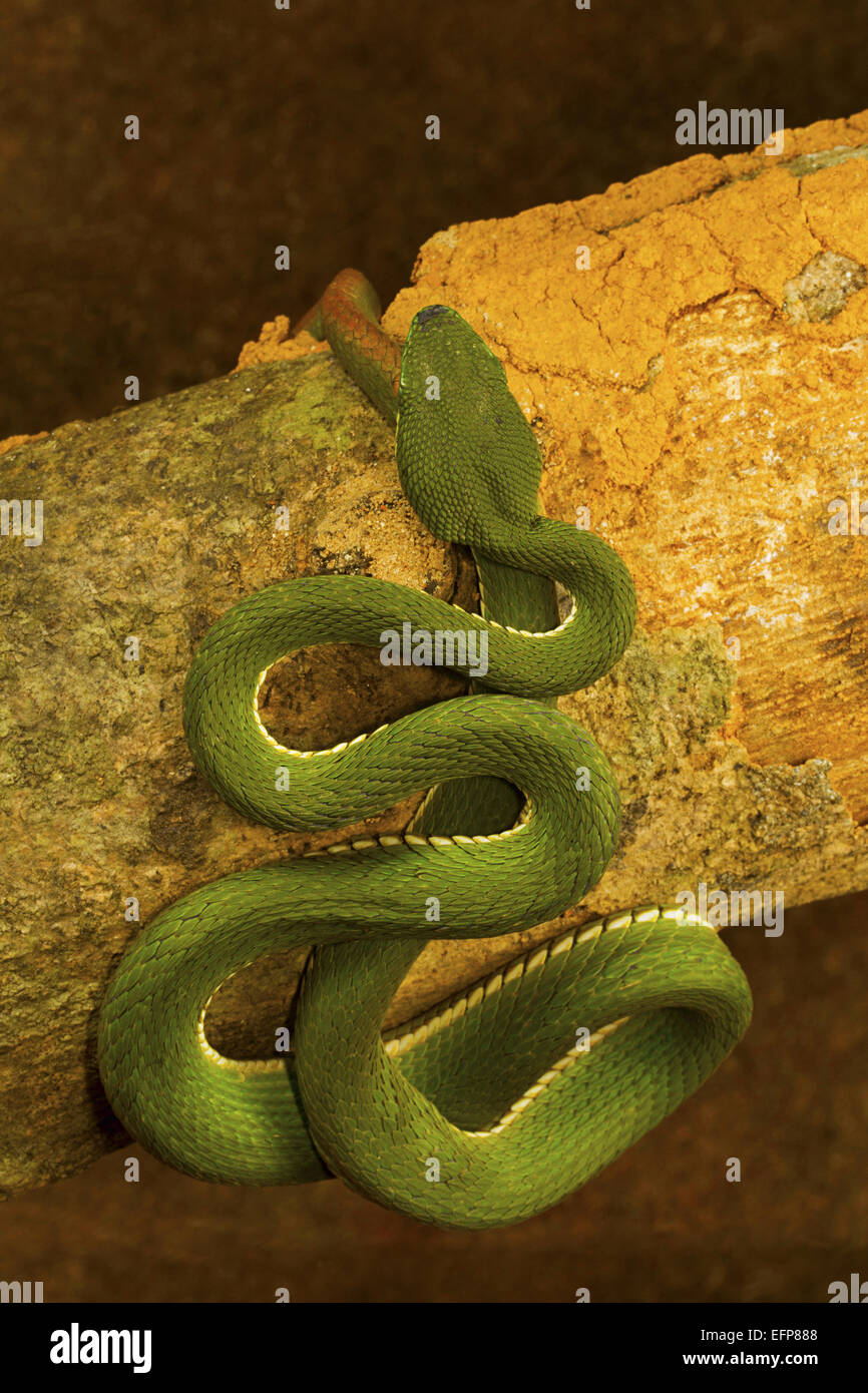 Red tailed pit viper hires stock photography and images Alamy