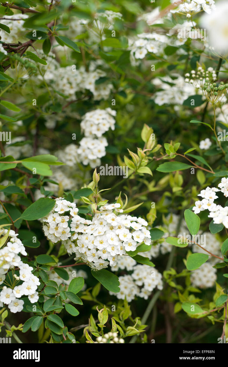 White small flowers of flowering herbaceous spirea shrub Spiraea arguta Bridal Wreath Stock Photo