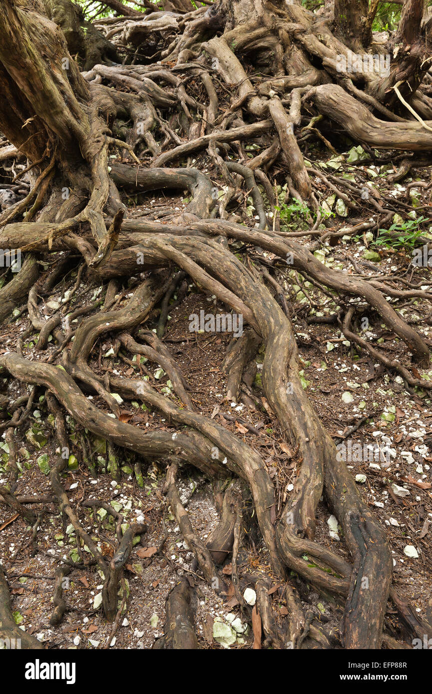 tangled roots of English Yew established on the sides and slopes of a wwii bomb crater in north downs bomb ally to Biggin Hill Stock Photo