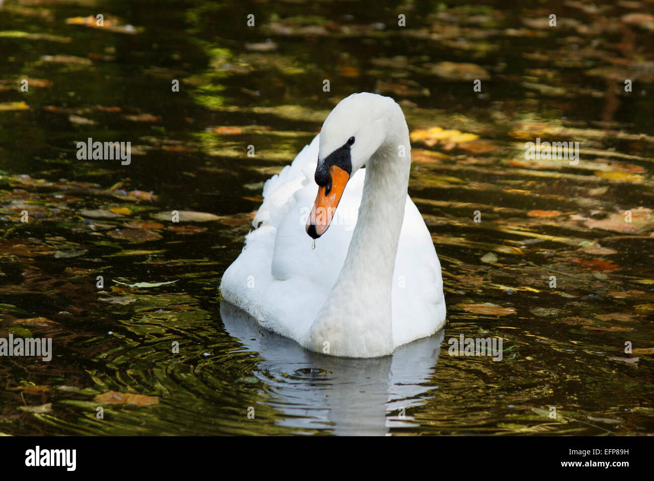 white swan floating on a pond Stock Photo