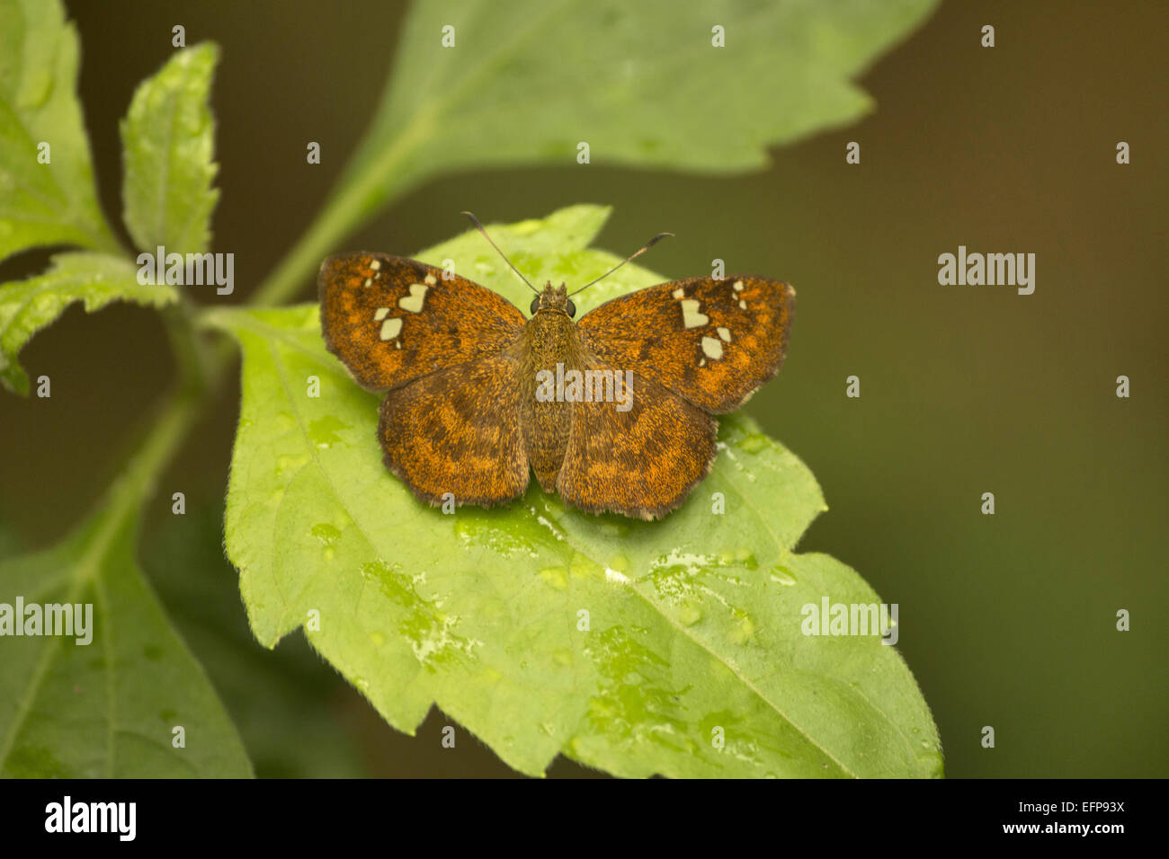 Hisperidae, Flat, Manu, Tripura A small brown butterfly belonging to