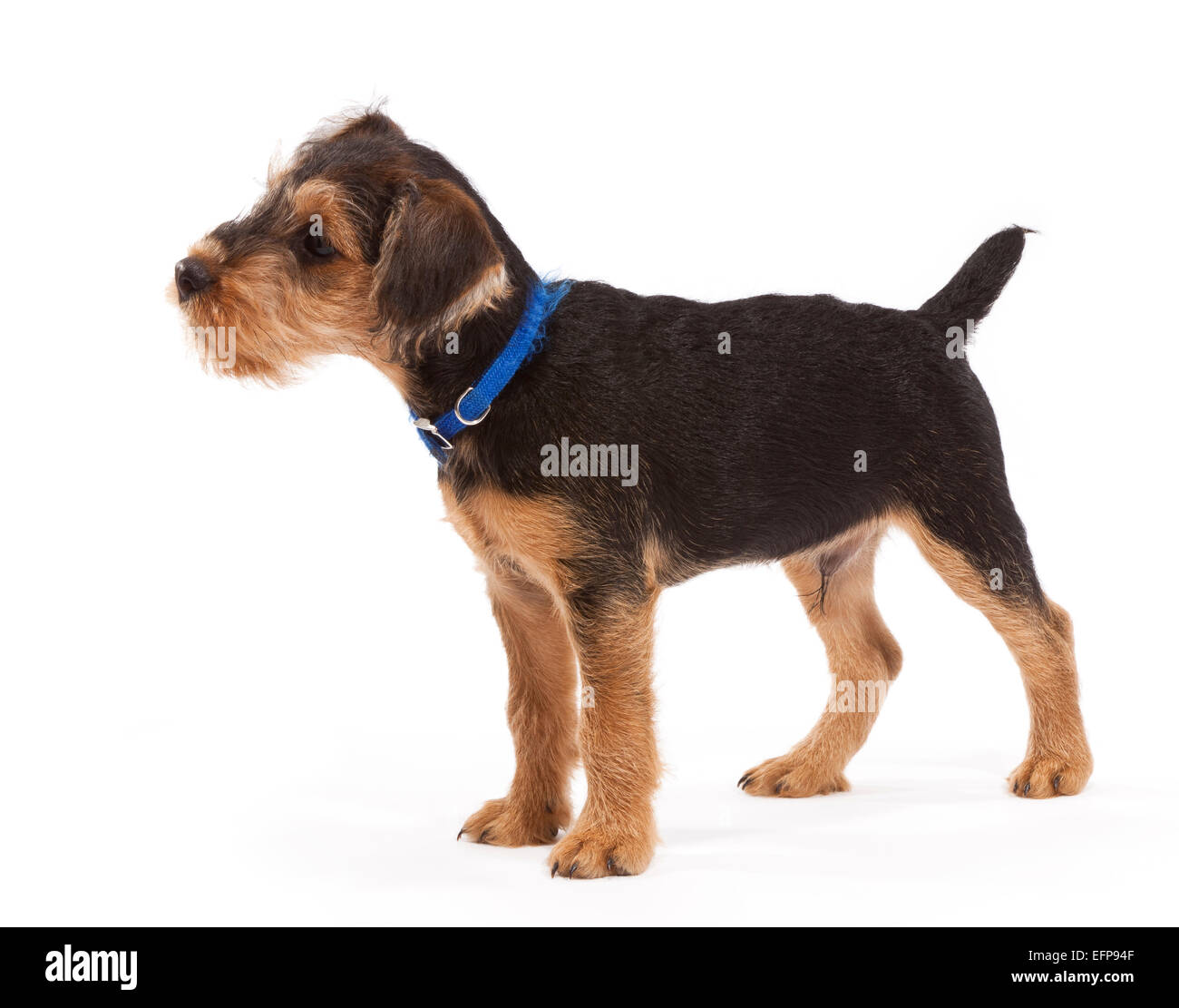 Lakeland Terrier/Fox Terrier cross puppy aged 11 weeks Stock Photo