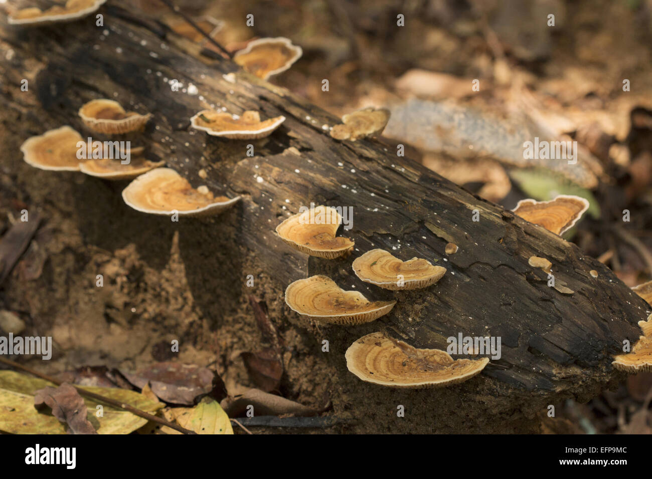 Bracket fungus, Trishna WLS, Tripura Stock Photo