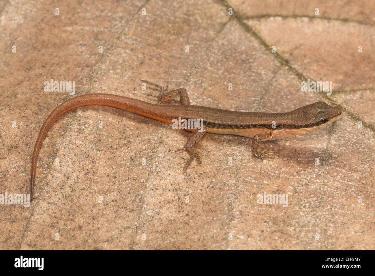 Scincidae, Sphenomorphus sp., Trishna WLS, Tripura Slender lizard that lives among leaf litter and feeds on small insects. Stock Photo