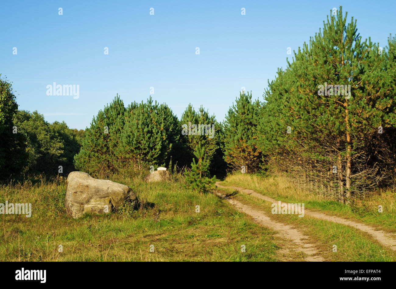 Road, young pine forest and stones Stock Photo