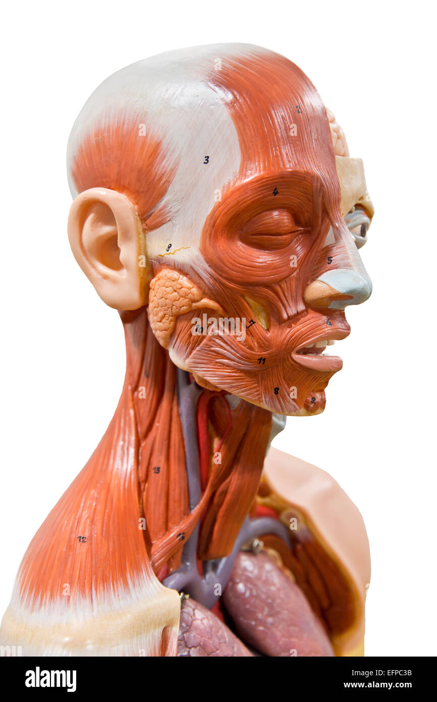 Anatomy model side view on isolated background Stock Photo
