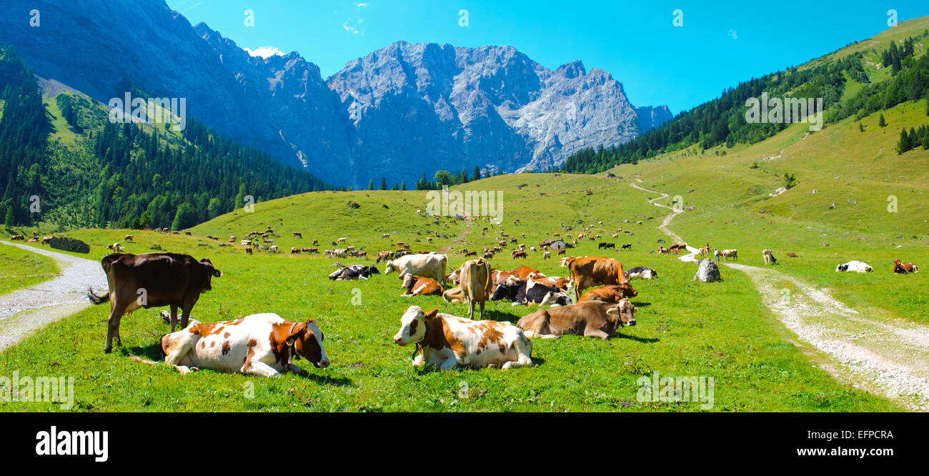panorama landscape at alps mountains with farm and cows Stock Photo