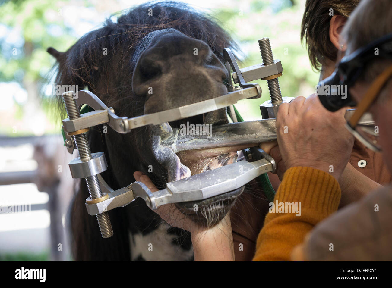 Islandic horse Equine dental technician at work Austria Stock Photo Alamy