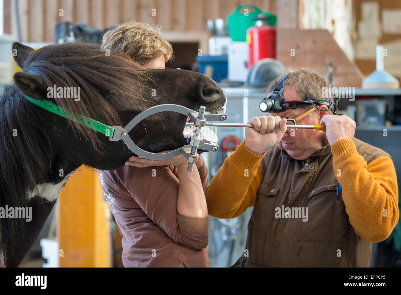 Islandic horse Equine dental technician at work Austria Stock Photo Alamy