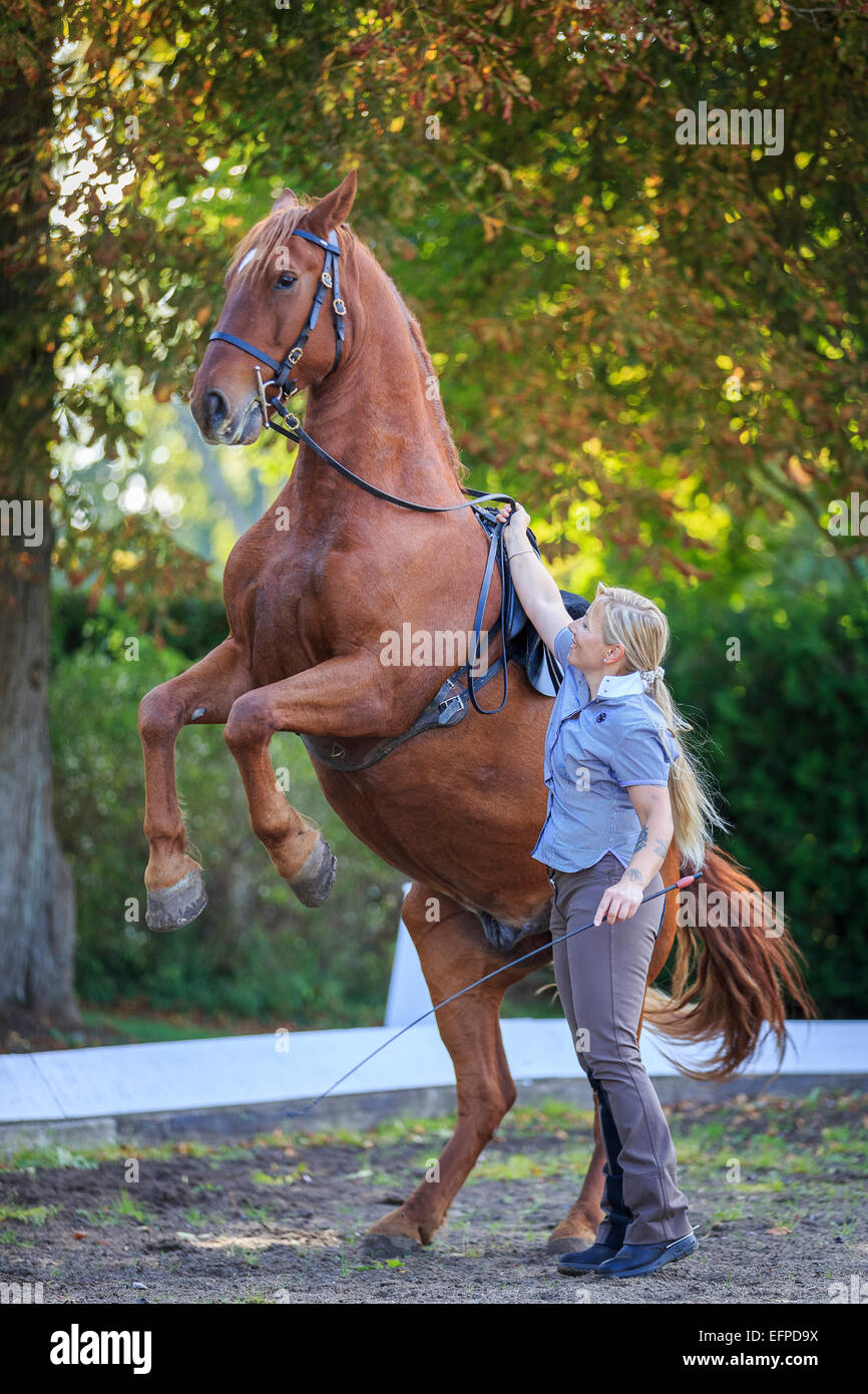 Fredriksborger Chestnut gelding showing Pesade in-hand Germany Stock Photo