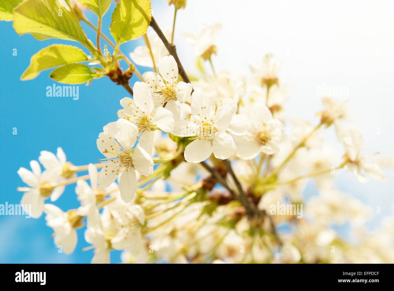 White cherry flowers with blue sky background Stock Photo - Alamy