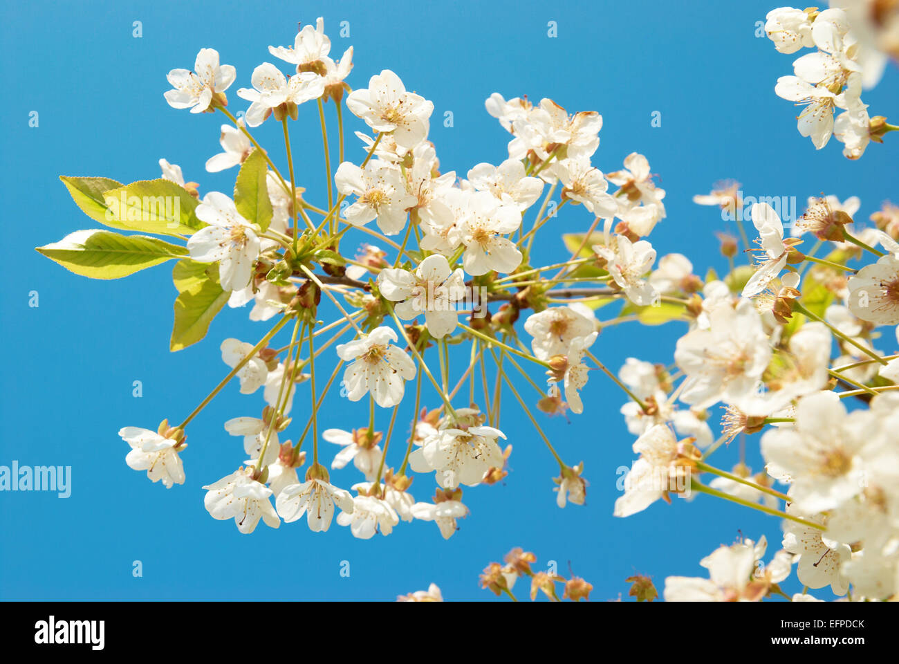 White cherry flowers with blue sky background Stock Photo - Alamy