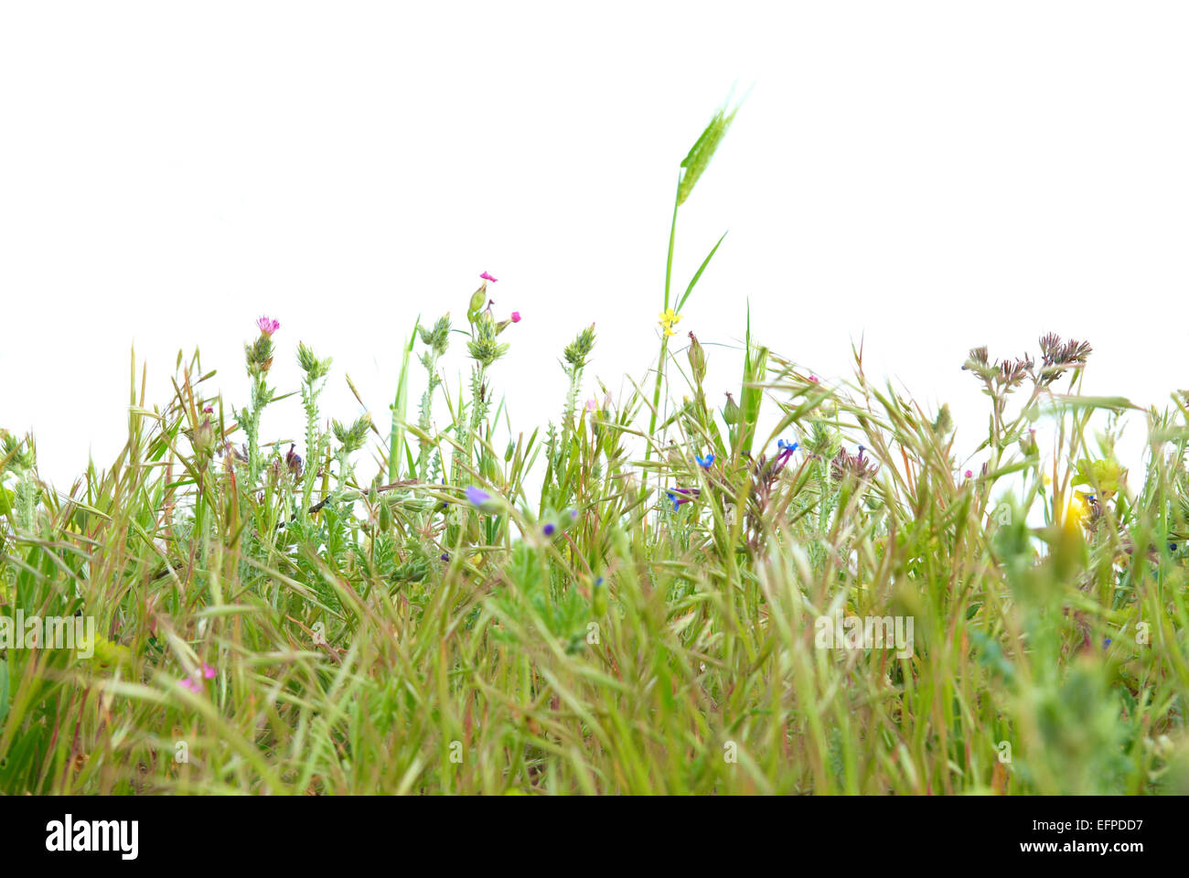 Green grass isolated on the white background Stock Photo - Alamy