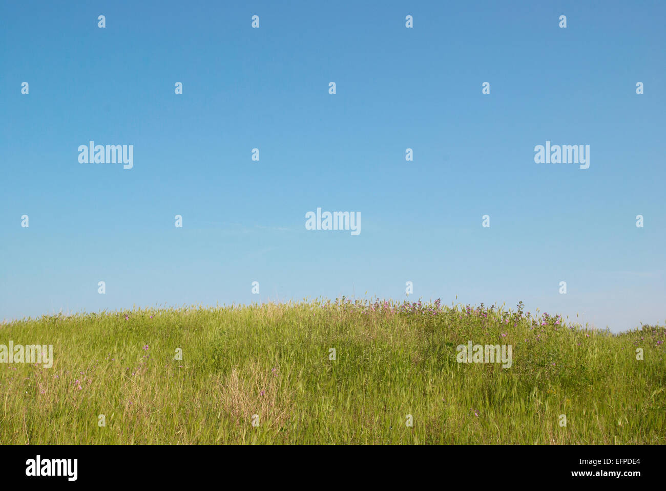 Green grass with blue sky and clouds Stock Photo - Alamy