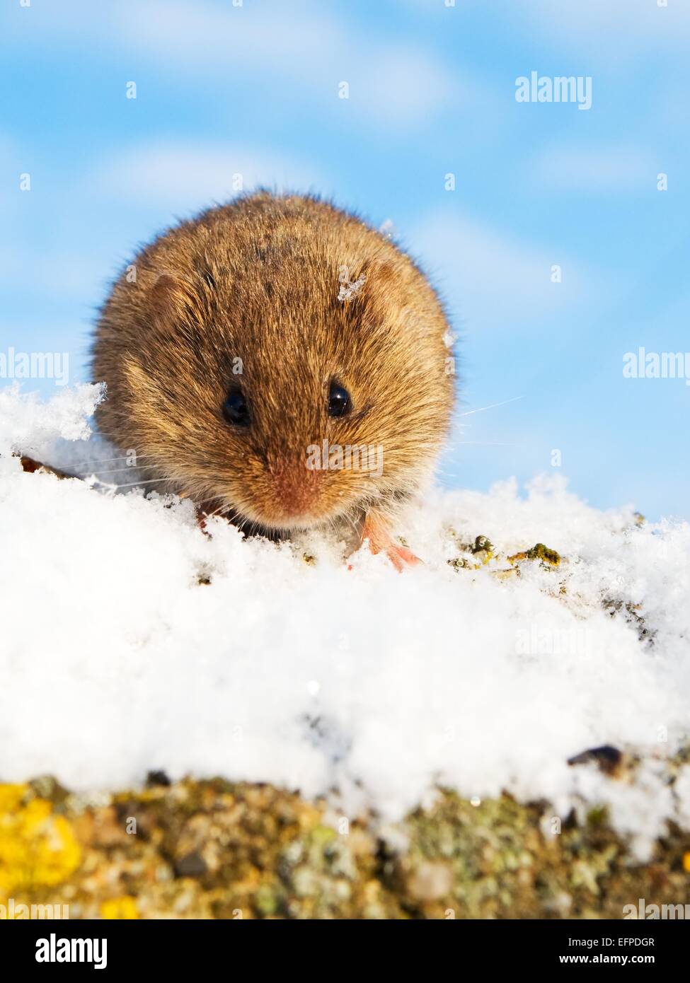Common vole in the snow Stock Photo Alamy