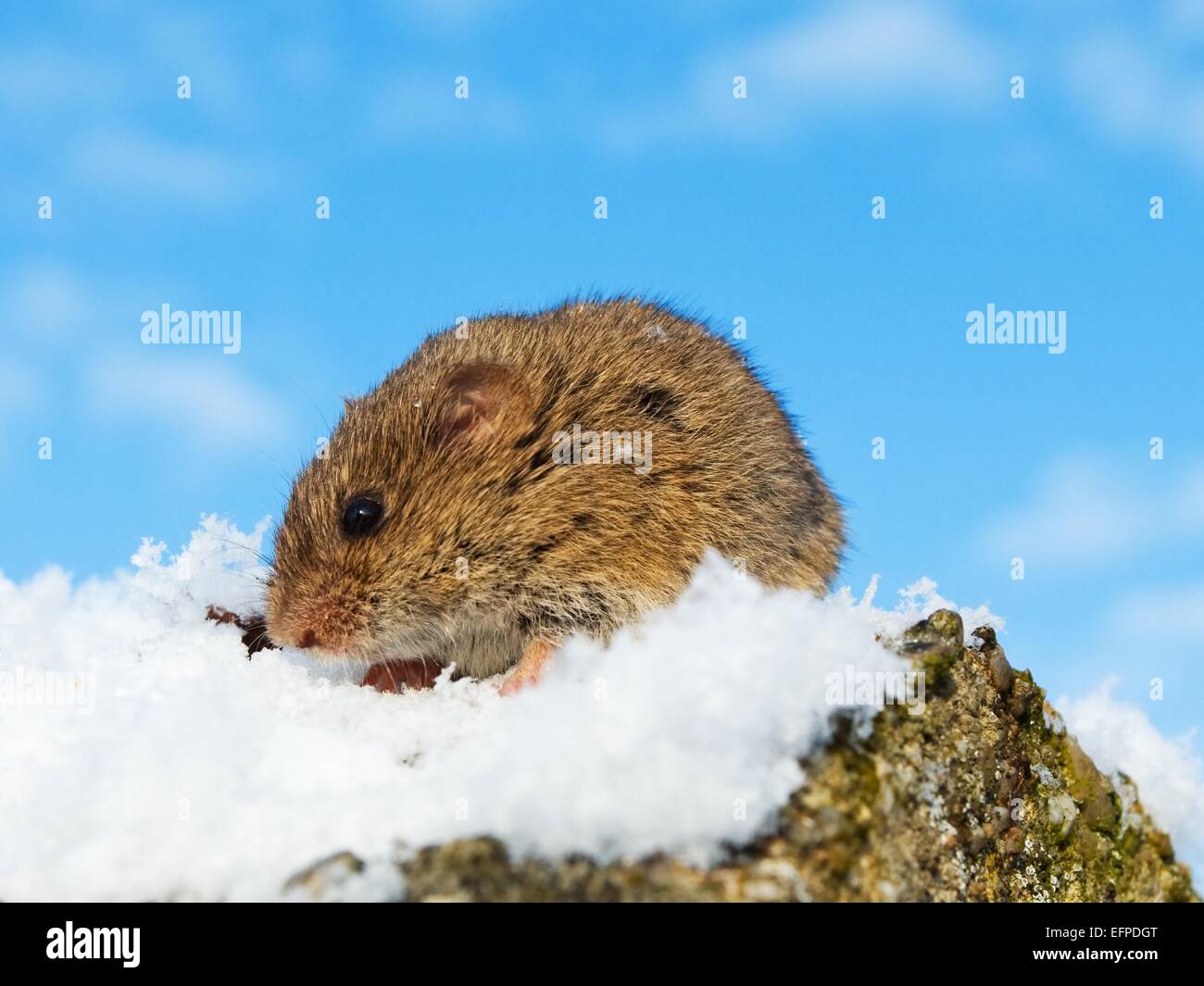 Common vole in the snow Stock Photo Alamy