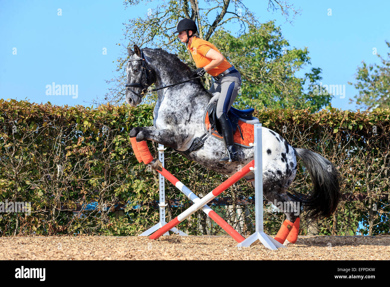 Knabstrup Horse Woman rider leopard-spotted stallion jumping over ...