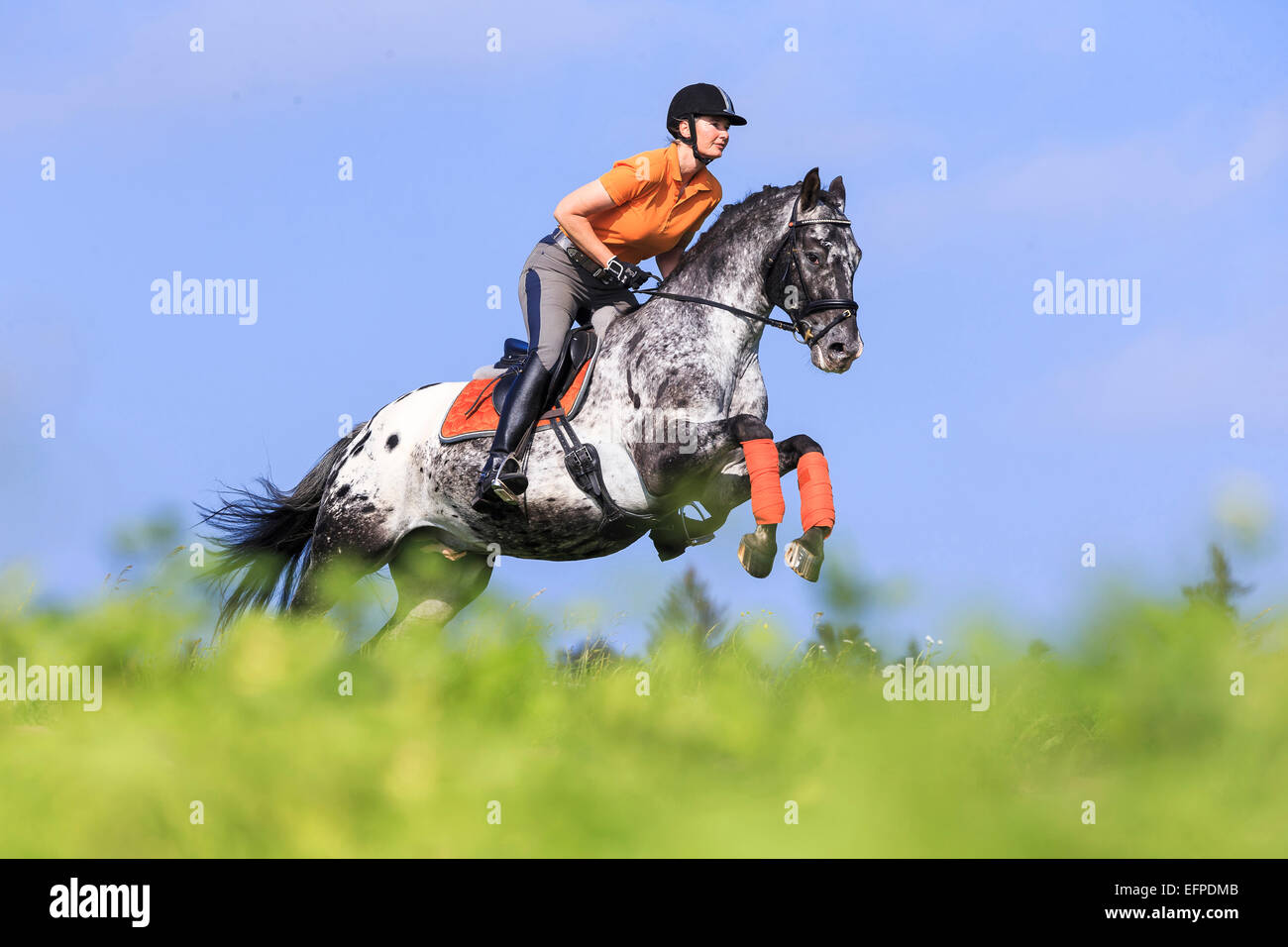 Knabstrup Horse Woman rider leopard-spotted stallion jumping over ...