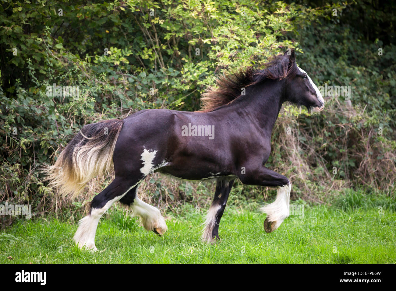 Shire Horse Piebald young stallion trotting pasture Germany Stock Photo