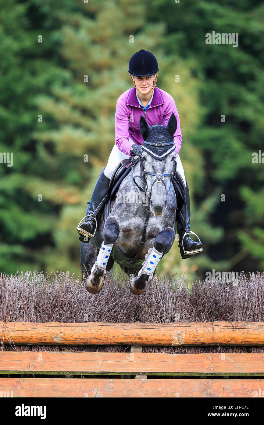 Trakehner Horse Rider gray mare negotiating brush fence Germany Stock Photo