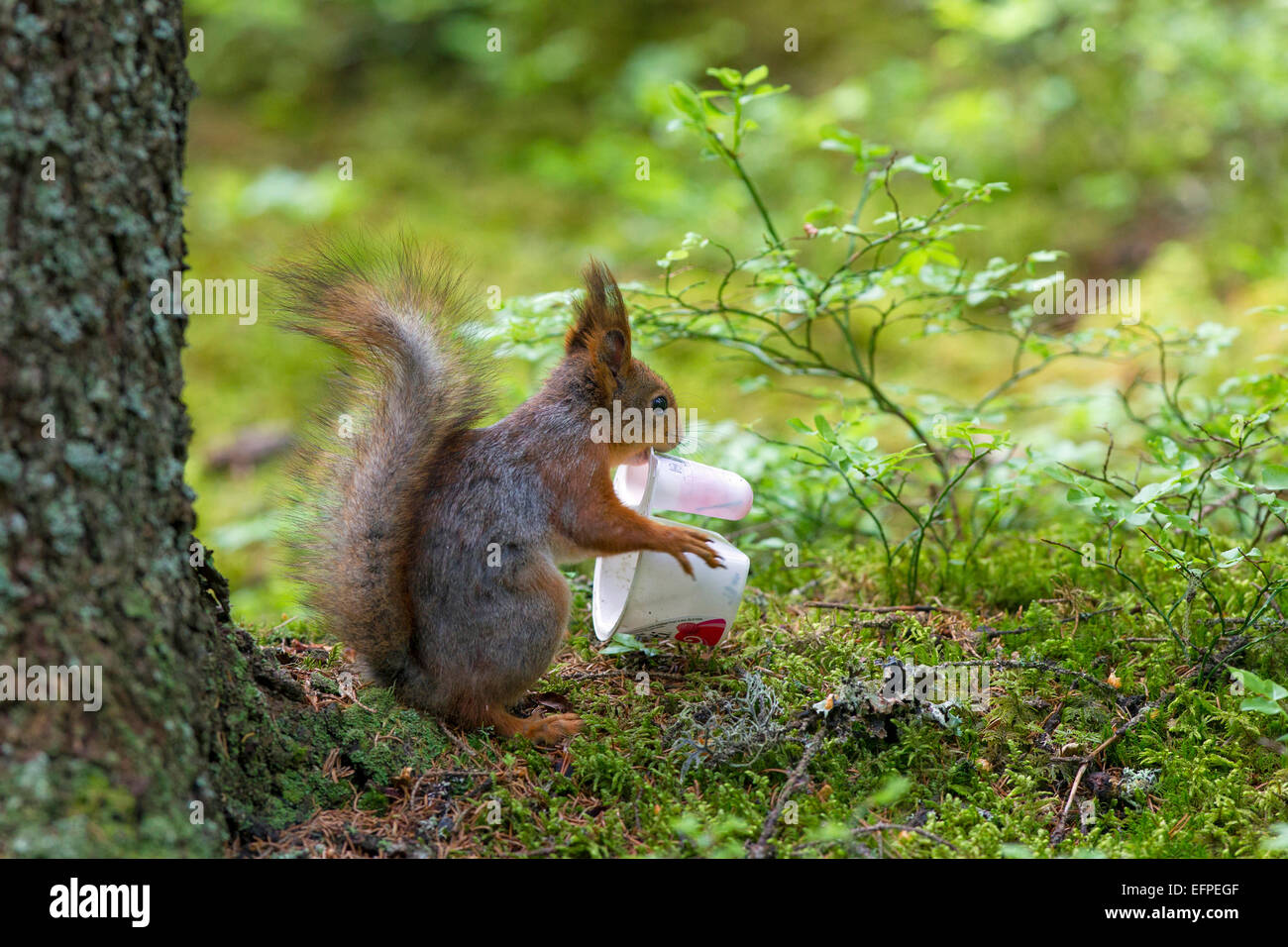 European Red Squirrel Sciurus vulgaris discarded yoghurt cup Sweden