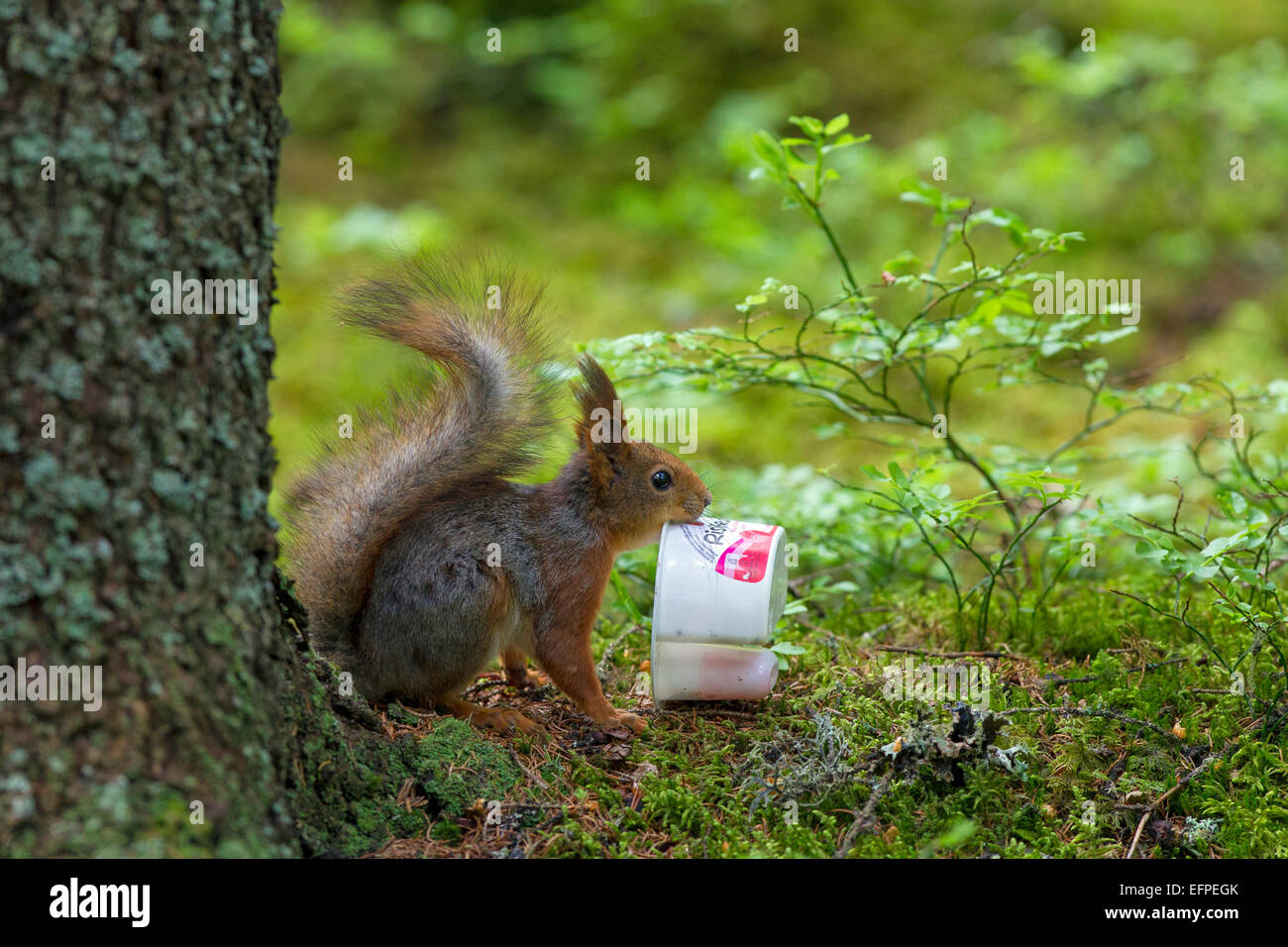 European Red Squirrel Sciurus vulgaris discarded yoghurt cup Sweden Stock Photo