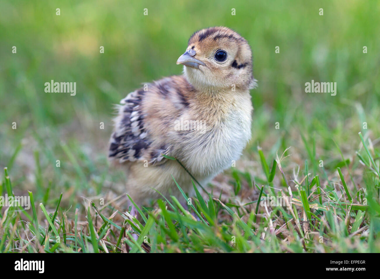 Common Pheasant Ring-necked Pheasant Phasianus colchicus Chick grass Germany Stock Photo