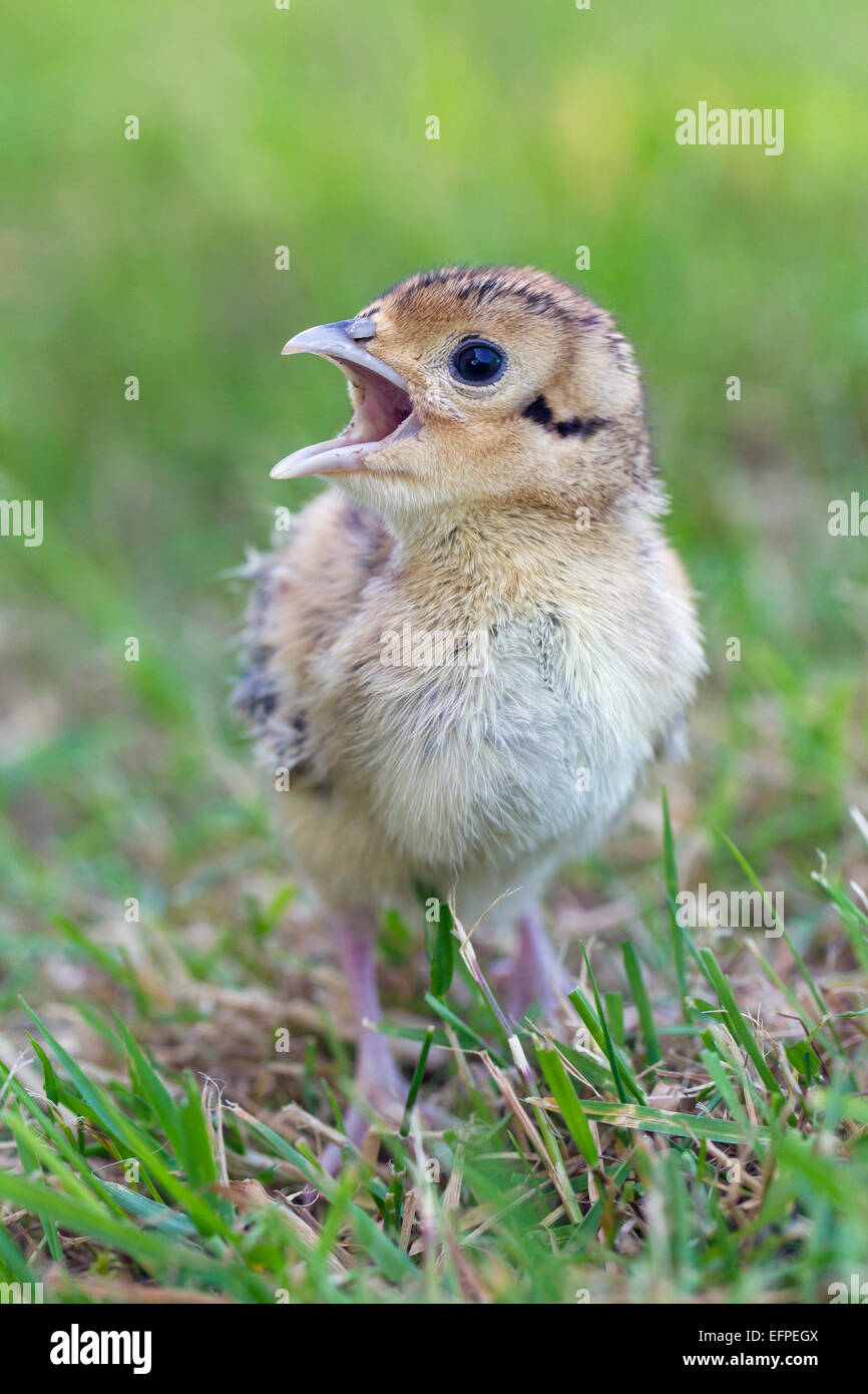Common Pheasant Ring-necked Pheasant Phasianus colchicus Chick grass calling Germany Stock Photo