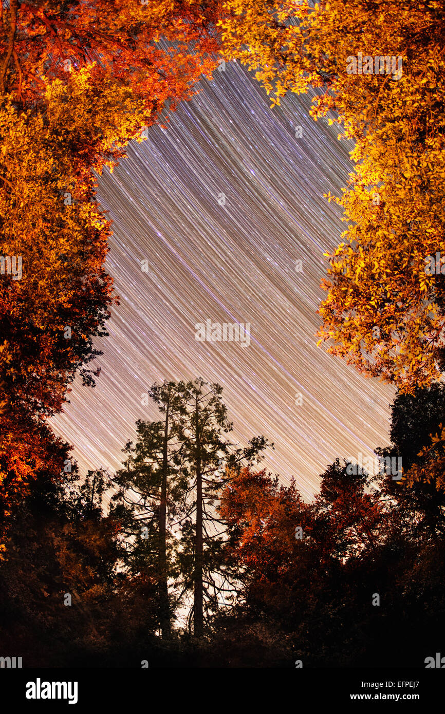 View of autumn trees and star trails at night, Palomar Mountain, Palomar, California, USA Stock Photo