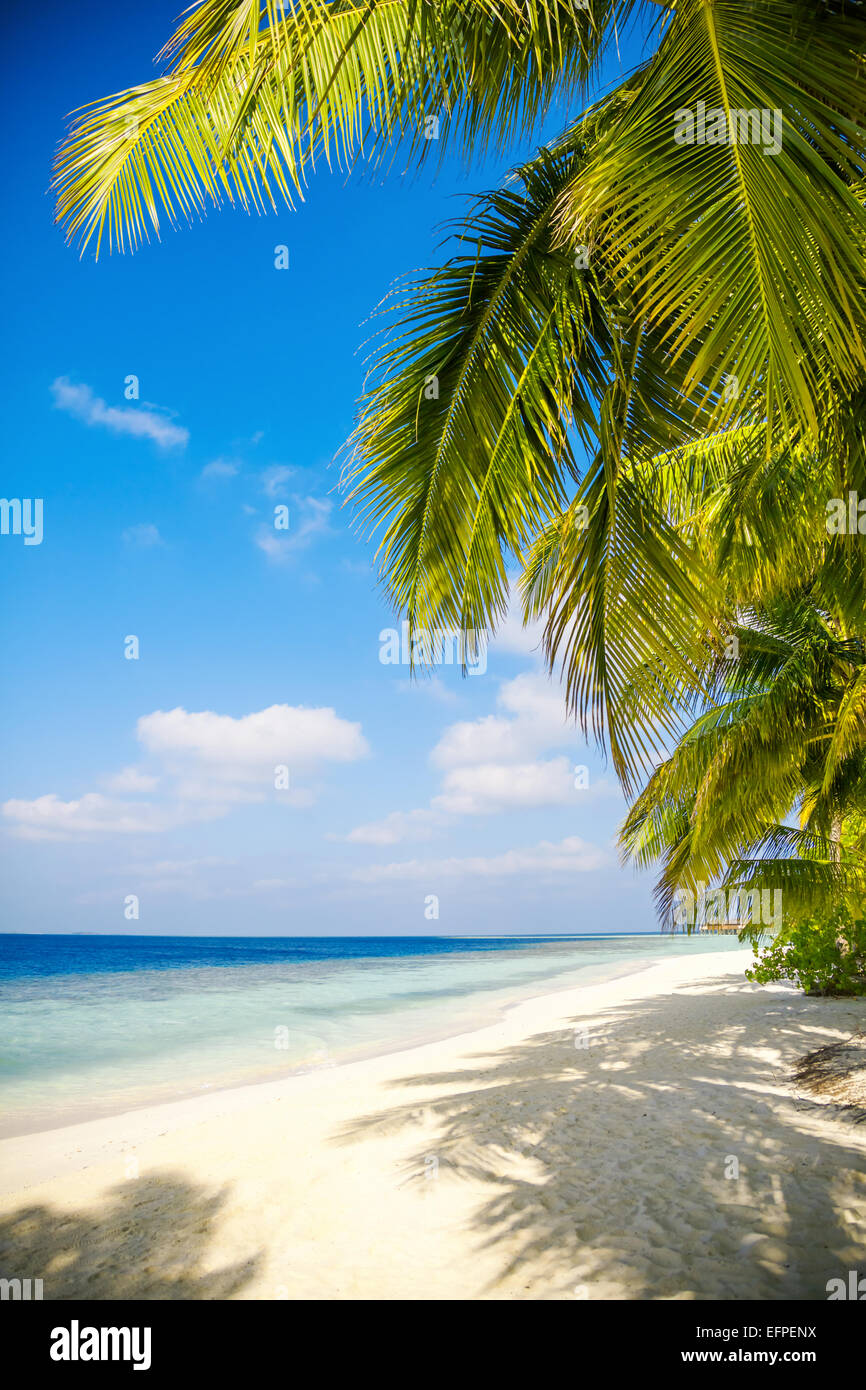 Sandy beach in the Maldives on a sunny day Stock Photo
