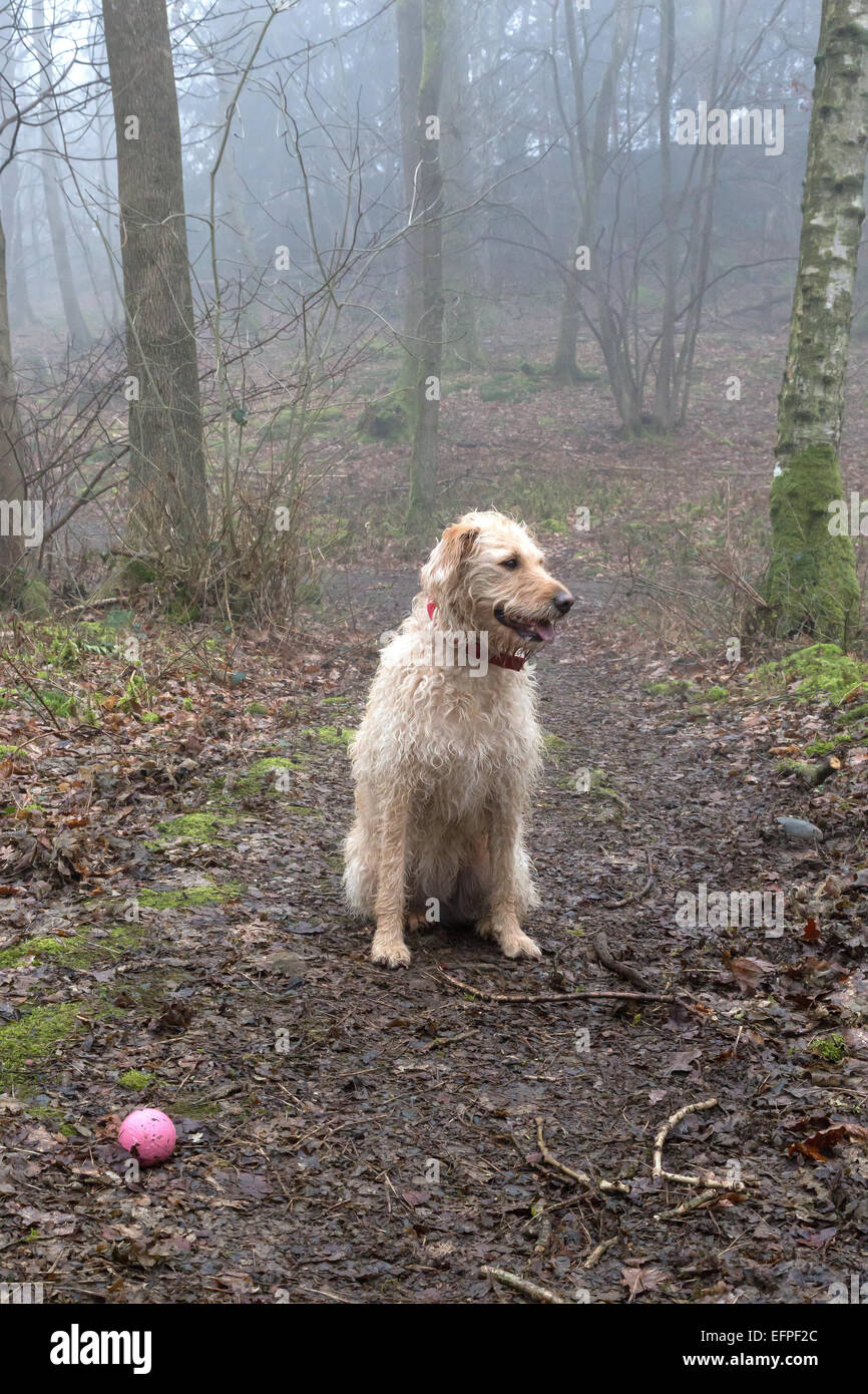 Yellow Labradoodle Portrait Stock Photo Alamy