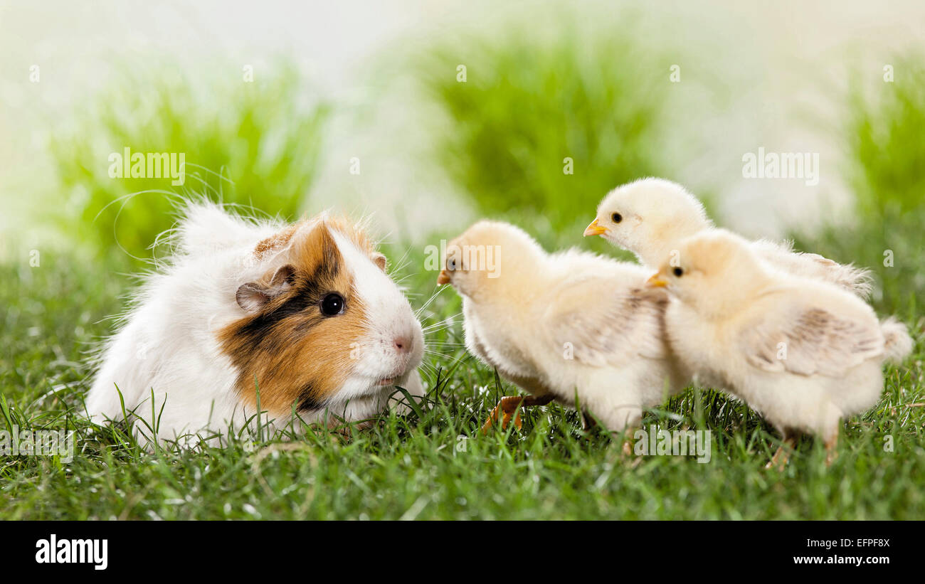 Guinea pig chicken online