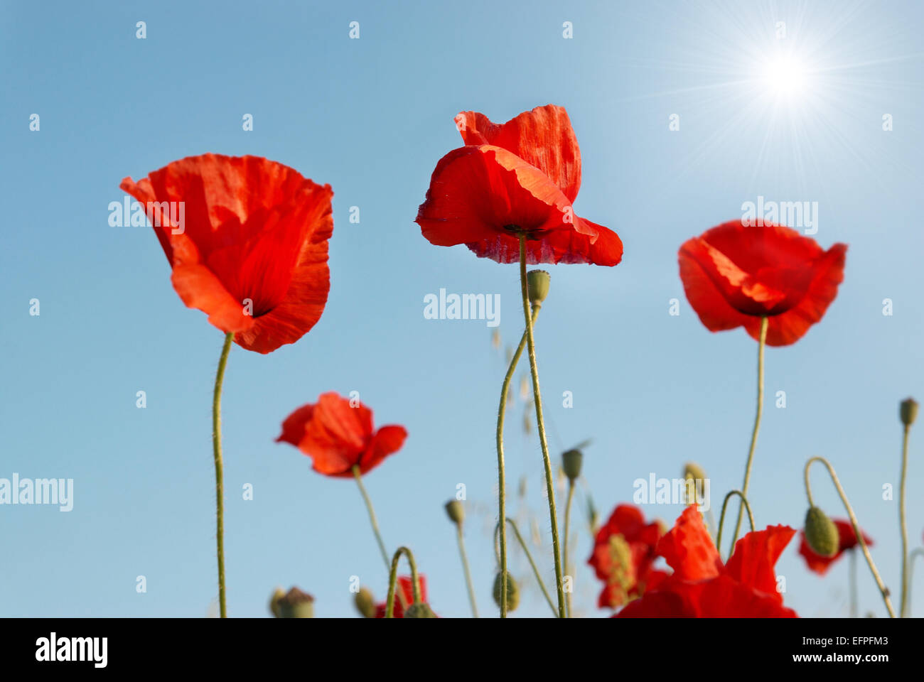 Beautiful red poppies with sun and blue sky background Stock Photo - Alamy