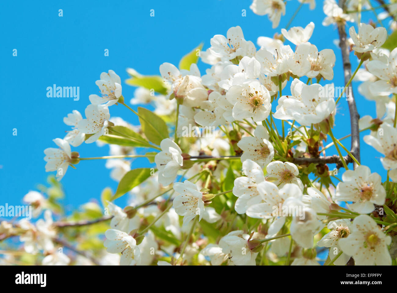 White cherry flowers with blue sky background Stock Photo - Alamy