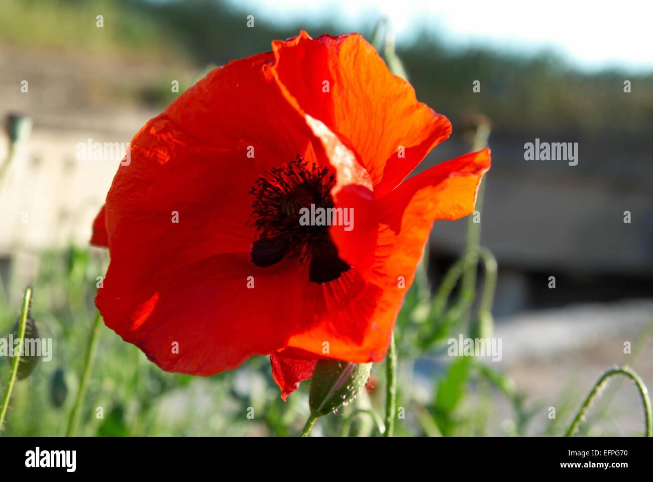 Beautiful red poppy with blue sky background Stock Photo - Alamy