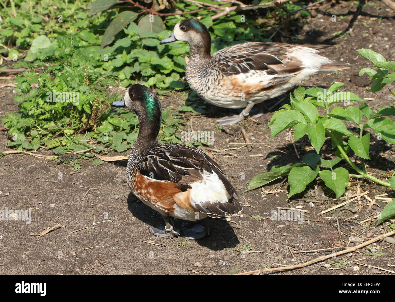 Male and female South American Chiloé wigeons or Southern wigeons (Anas sibilatrix) Stock Photo