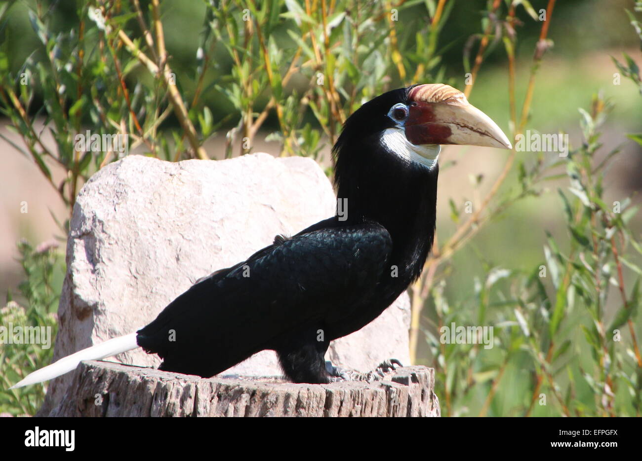 Female Southeast Asian Blyth's hornbill, or Papuan  hornbill ( Rhyticeros plicatus) Stock Photo