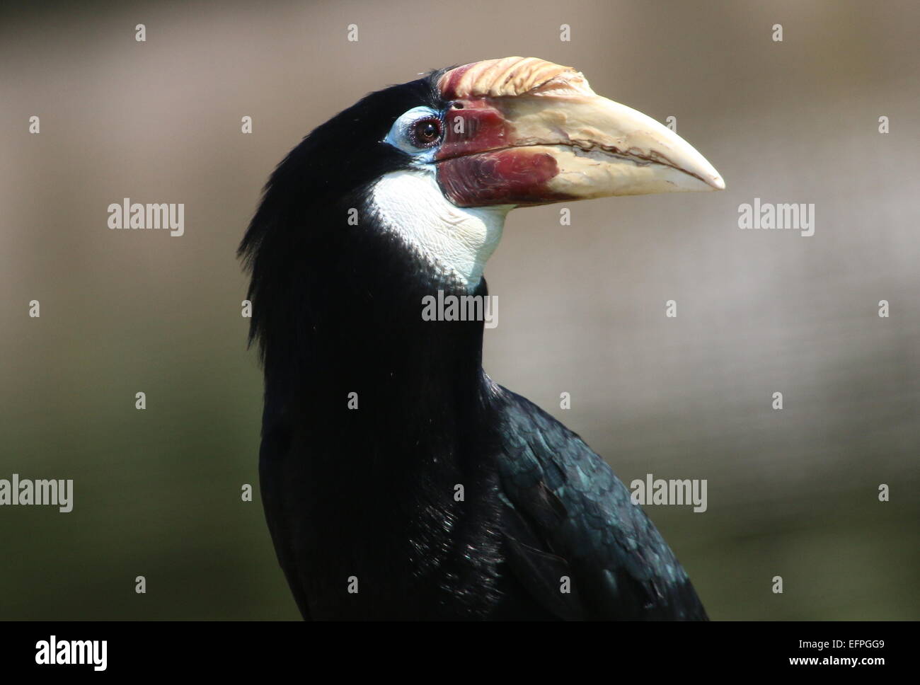 Female Southeast Asian Blyth's hornbill, or Papuan  hornbill ( Rhyticeros plicatus) Stock Photo