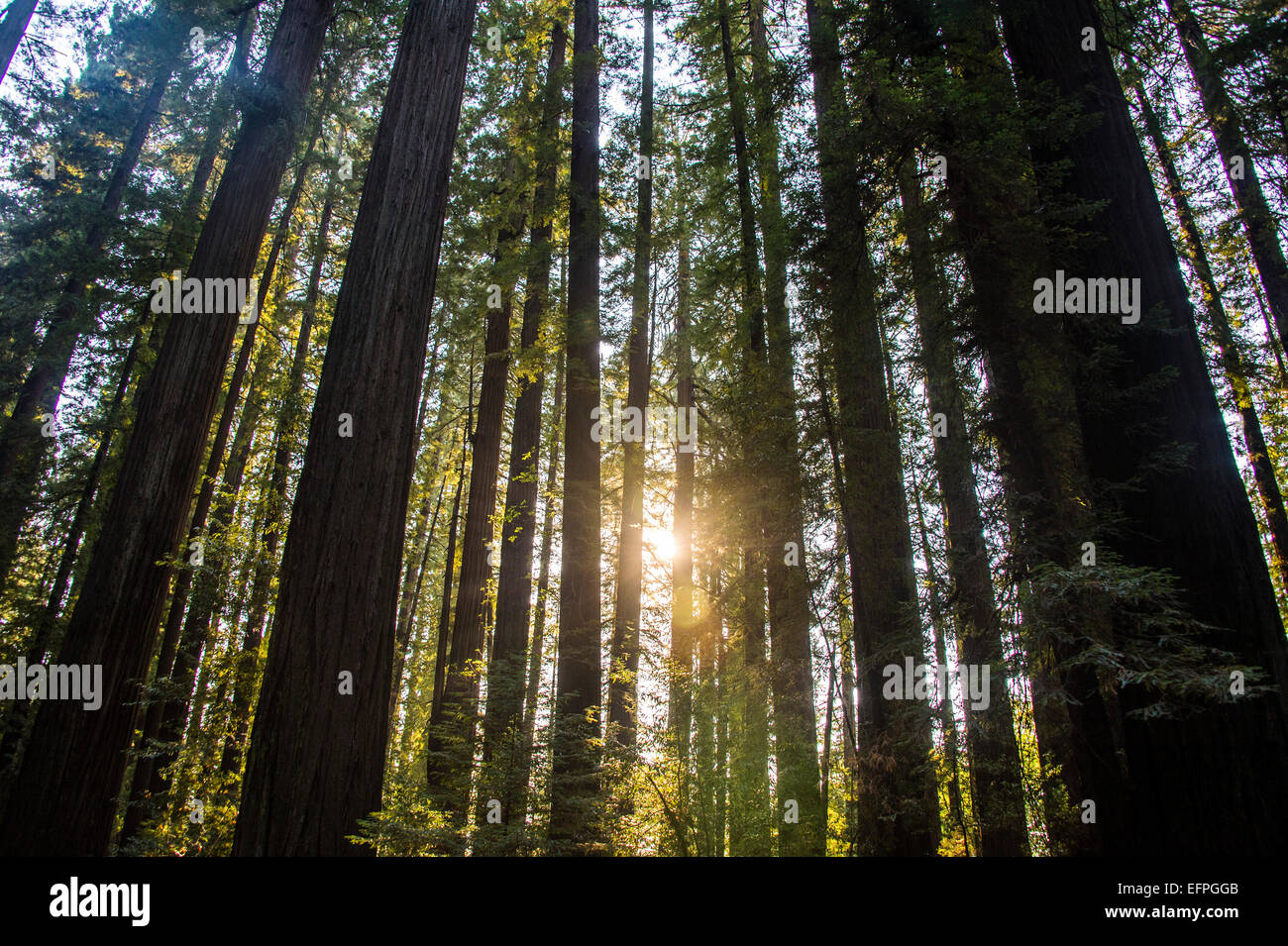 Sun breaking through the Redwood trees, Avenue of the Giants, Northern California, USA Stock Photo