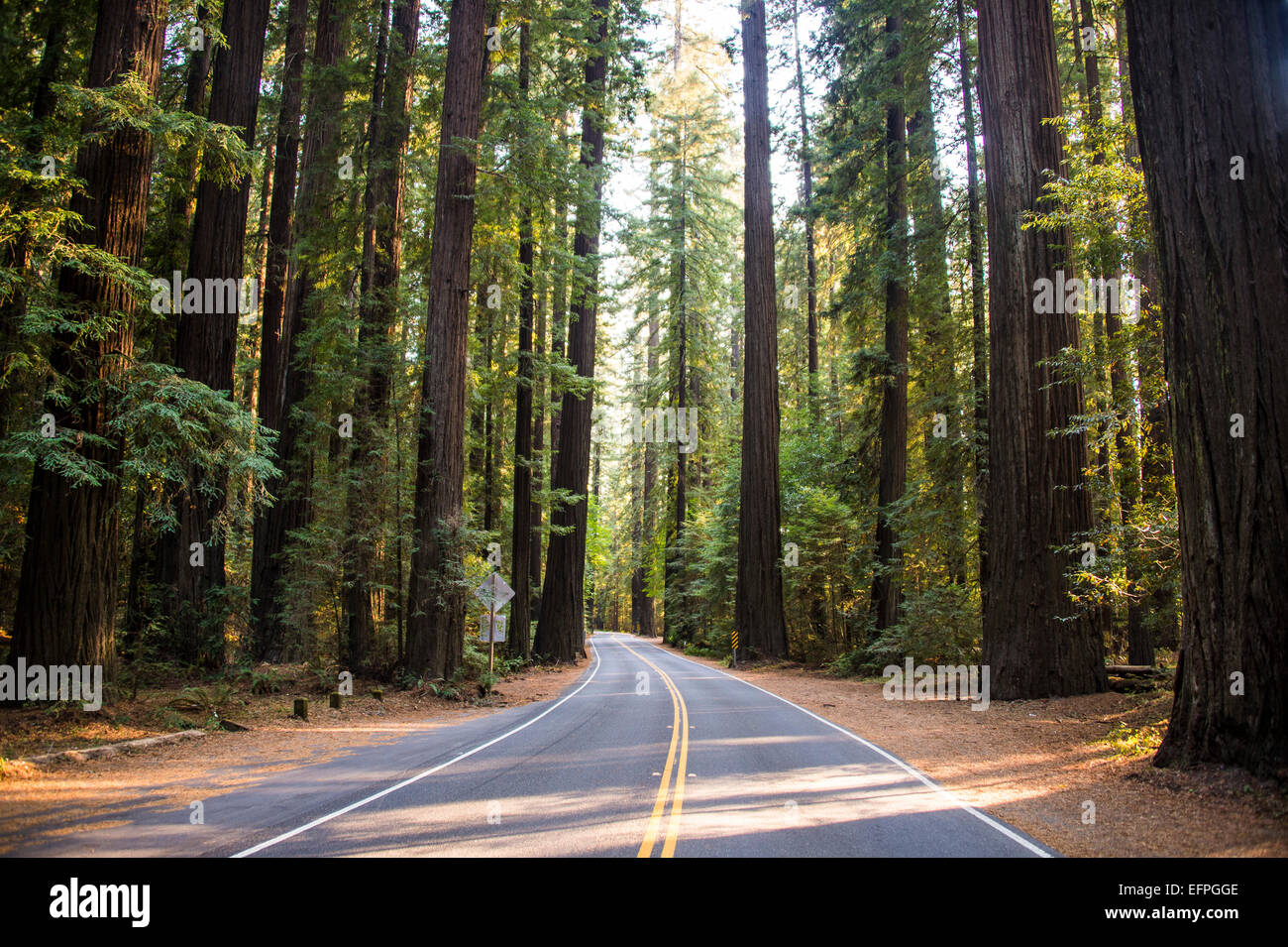 Road leading through the Avenue of the Giants, giant Redwood trees