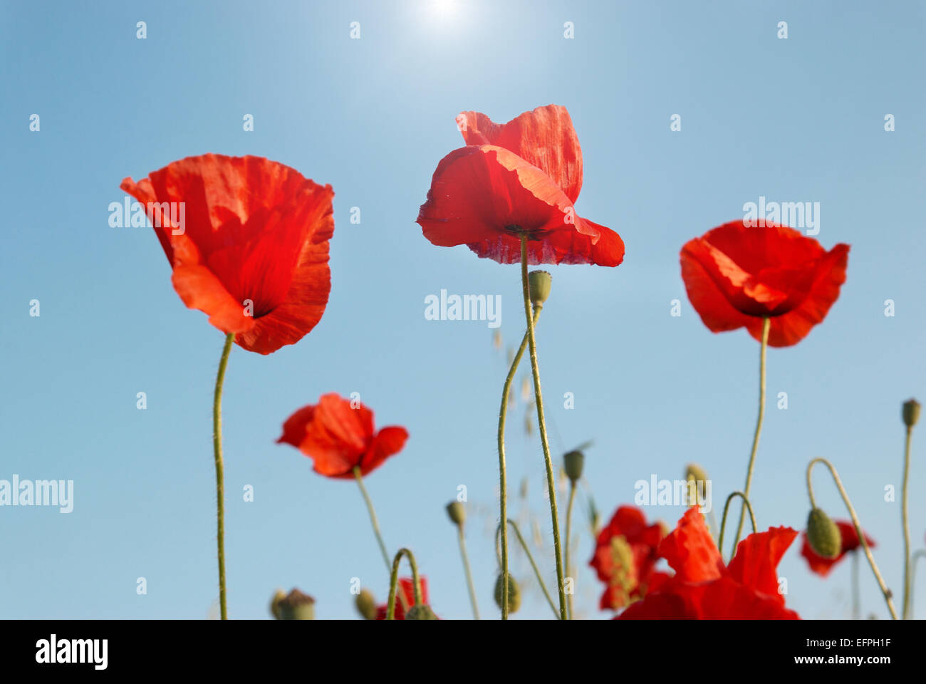 Beautiful red poppies with sun and blue sky background Stock Photo - Alamy