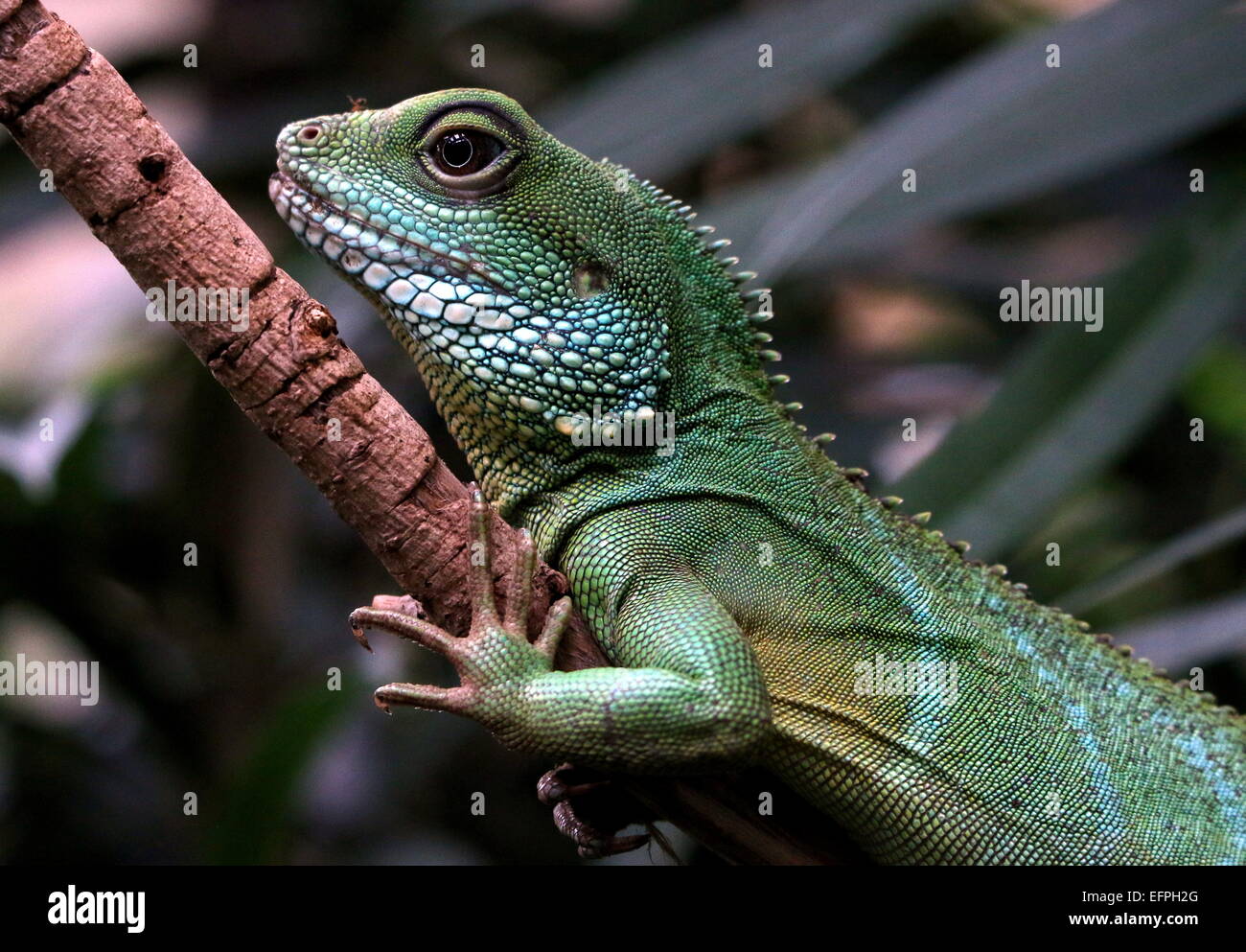 Chinese wateragame hires stock photography and images Alamy