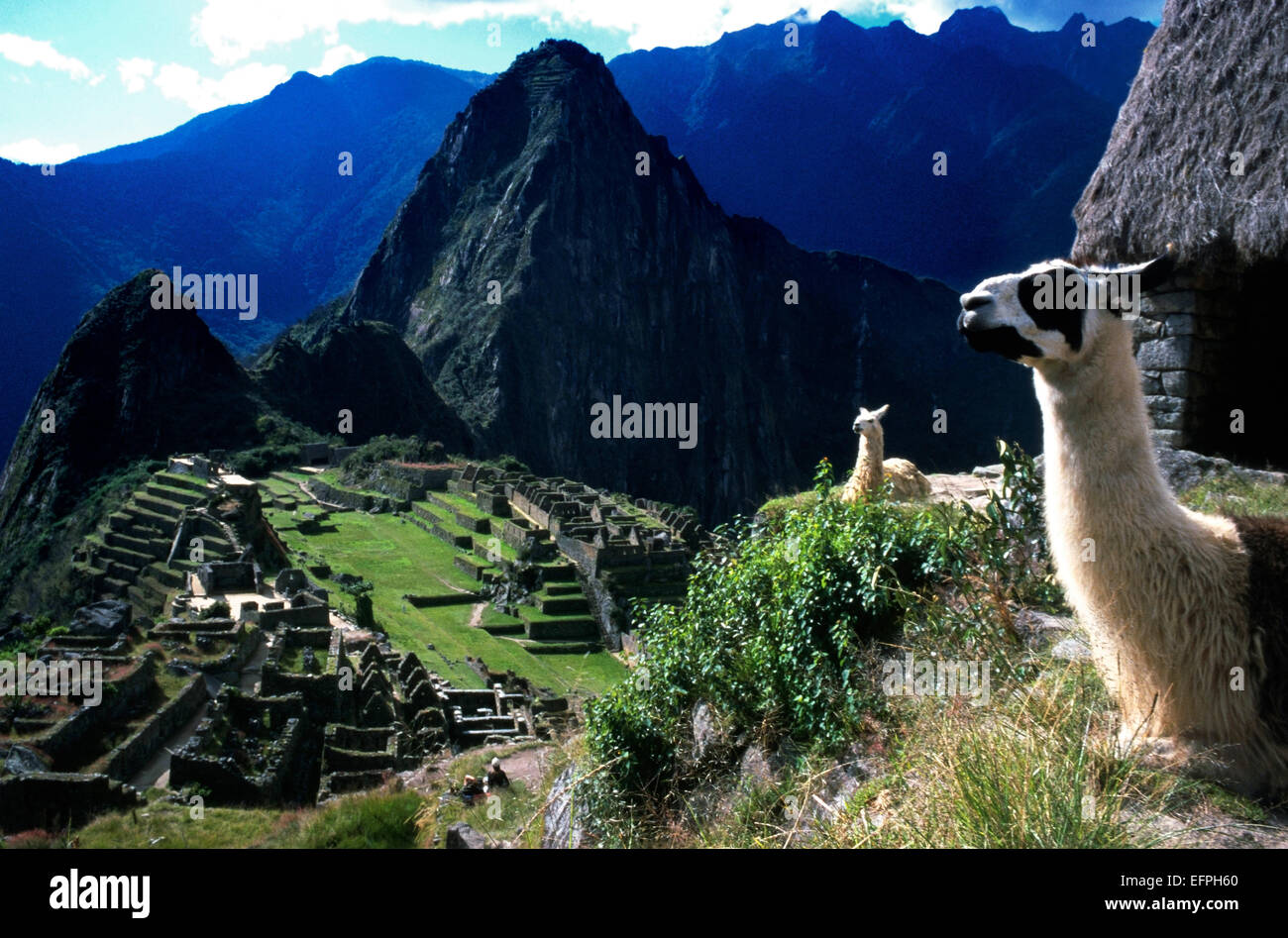 Llama at machu picchu inca city hi-res stock photography and images - Alamy