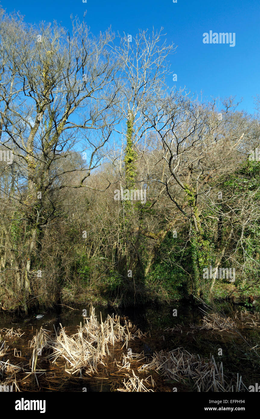 Glamorgan Canal Nature Reserve, Whitchurch Cardiff, South Wales, UK. Stock Photo